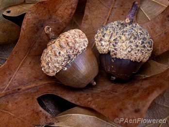 Acorns